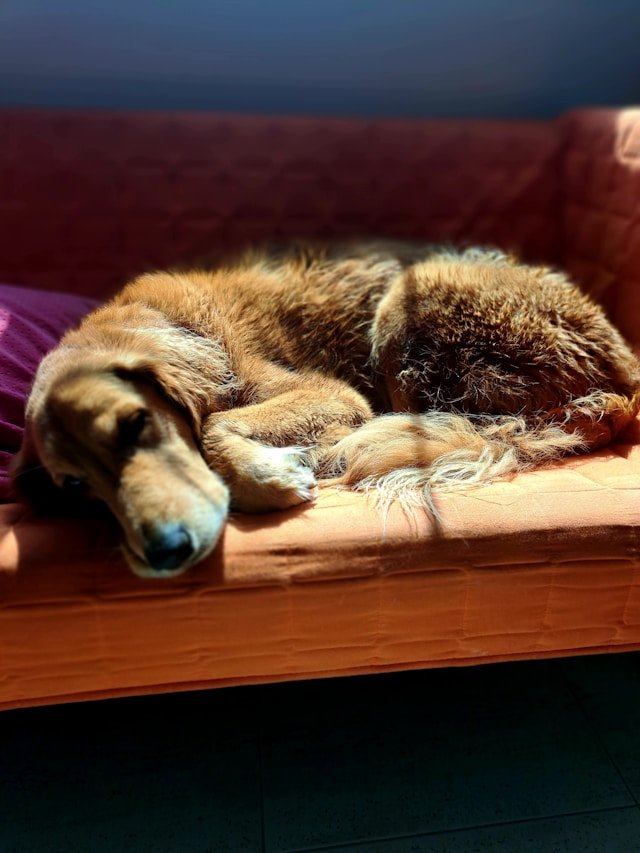 imagen de perro en una casa