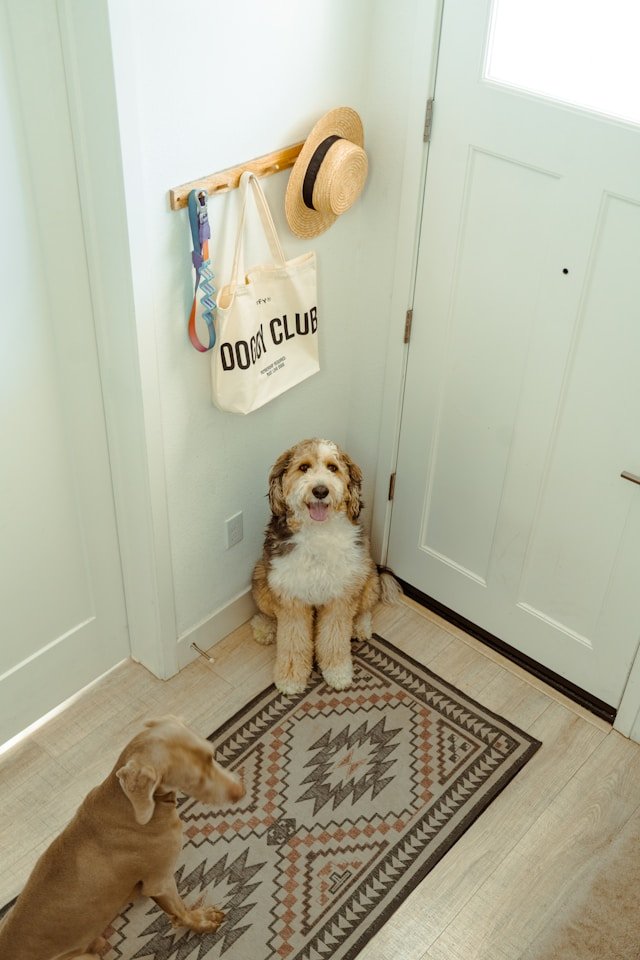 imagen de perro en una casa