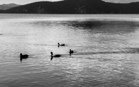 foto en blanco y negro de lago con patos